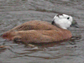 White-headed Duck